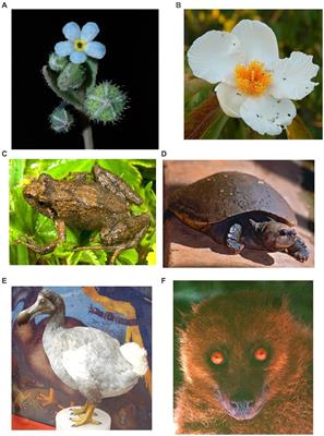 Exploring ‘endangered living fossils’ (ELFs) among monotypic genera of plants and animals of the world